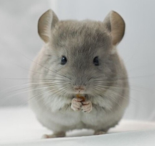 属鼠出生日命运如何