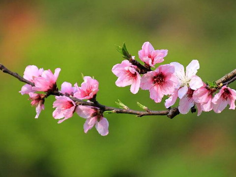 2021年如何招桃花