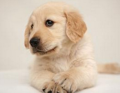 属狗出生日命运如何