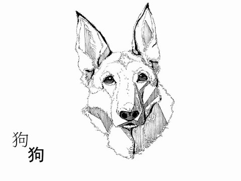 生肖狗最倒霉的年龄属于狗的三栏