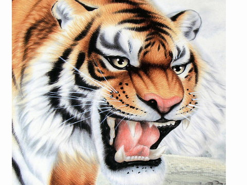 农历几天出生的老虎运气好，生活富裕