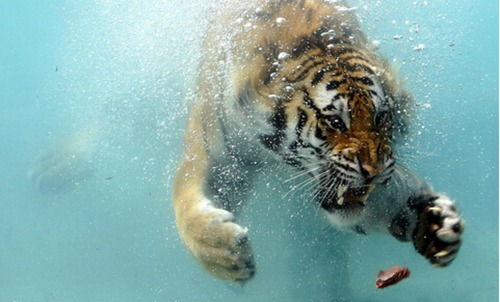 属虎的几月出生最好命阴历男孩女孩