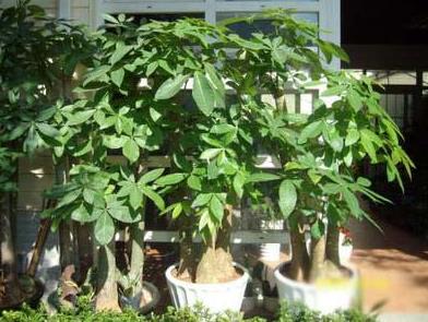 家居植物风水装饰知识