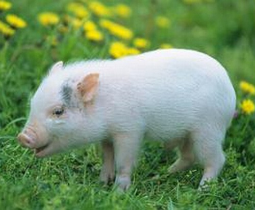 属猪人出生月命运如何