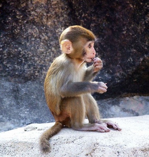 属猴几月出生最好命