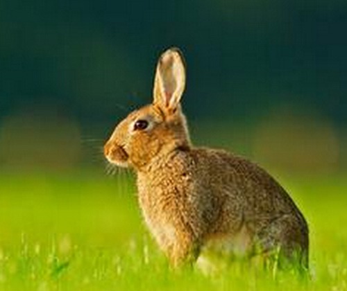 属兔几月出生最好命