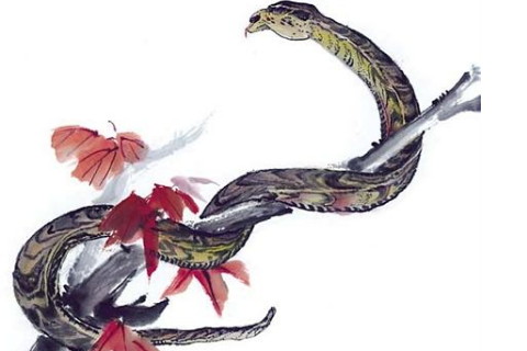 哪个生肖女最漂亮