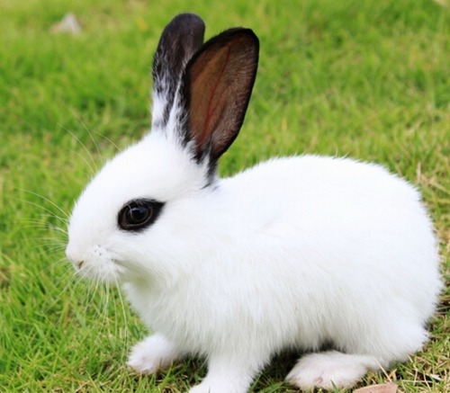 属兔的命运如何