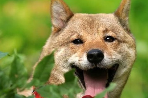 拥有自然祝福的生肖