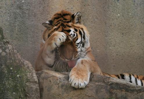 生肖虎速度匹配