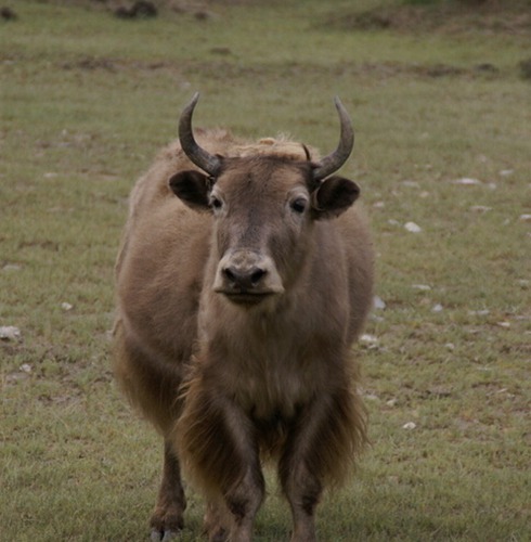属牛人出生月命运如何