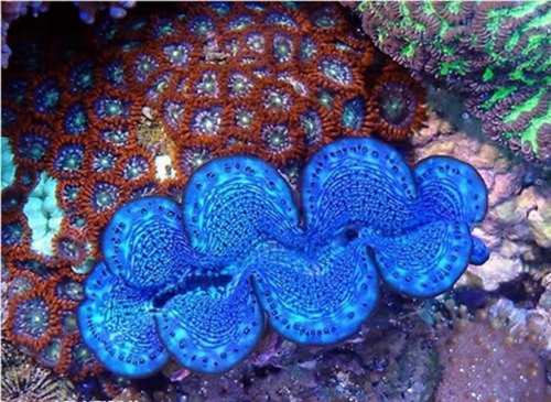 扇砗磲的作用和特点