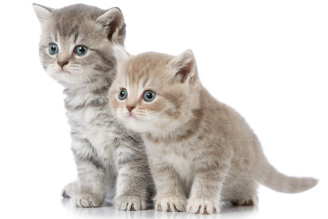 生肖虎在九八年出生的人是好吗