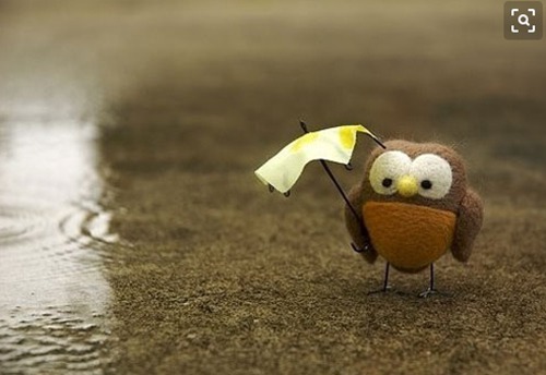 公鸡的最佳搭配是什么