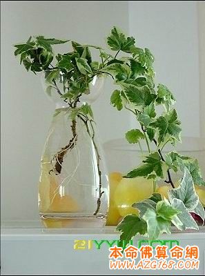 办公室摆放苗木花卉的风水