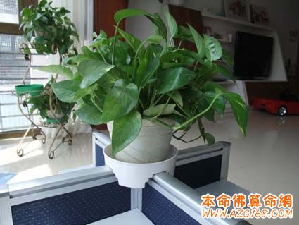 办公室植物摆放的风水建议