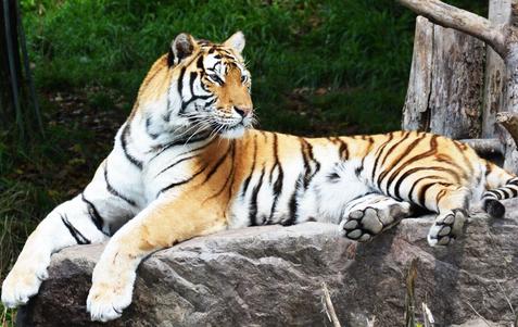 老虎最好的标志是什么