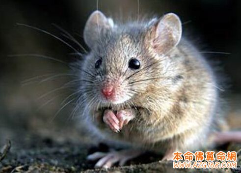 属鼠的几月出生财运旺