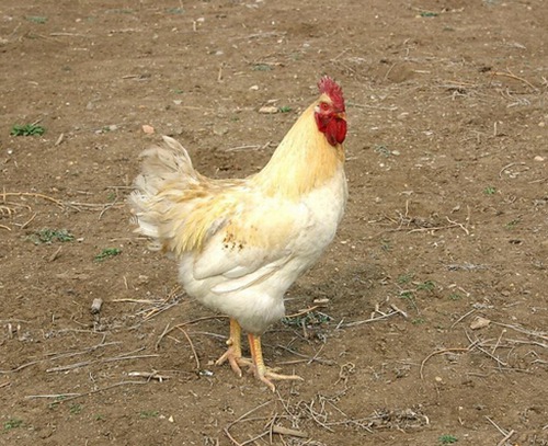 属鸡的命运如何