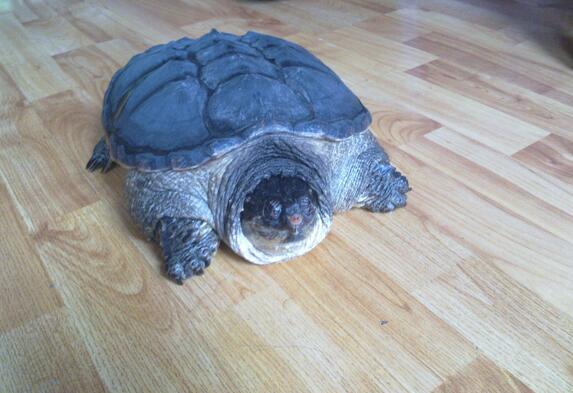 在家养龟的风水很讲究