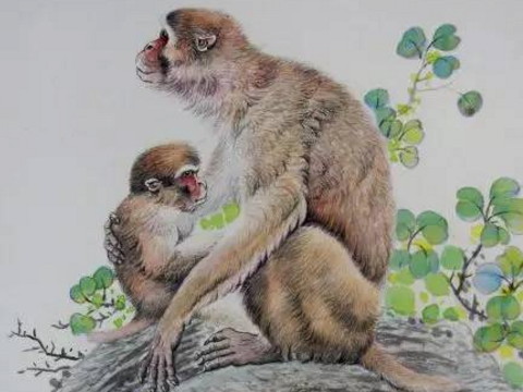 1980年，猴子遭受了三次灾难。他们多大了