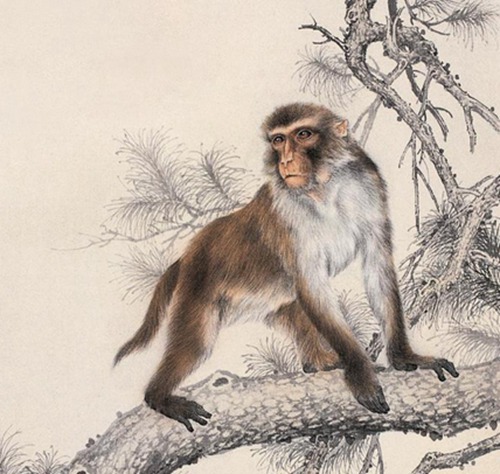 十二生肖猴最佳婚配