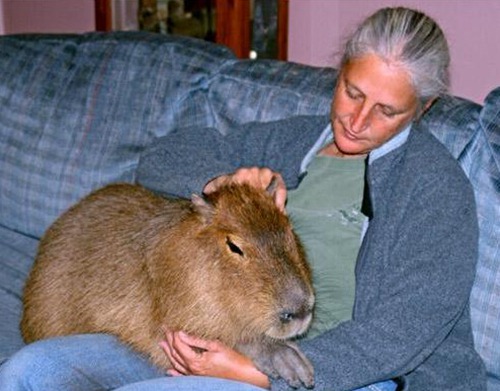 属鼠的命运如何