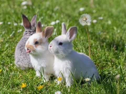 谁属于兔子,在他的生活中什么属于兔子