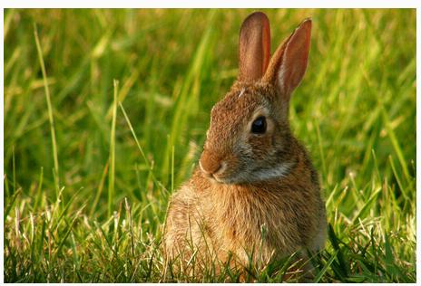 什么属最适合兔子