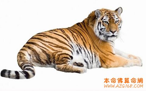 属虎的几月出生财运旺