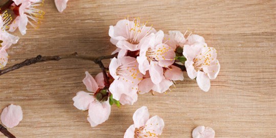 不同年龄段的人如何利用风水旺桃花