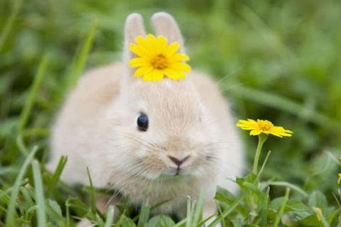 最精致的十二生肖女人