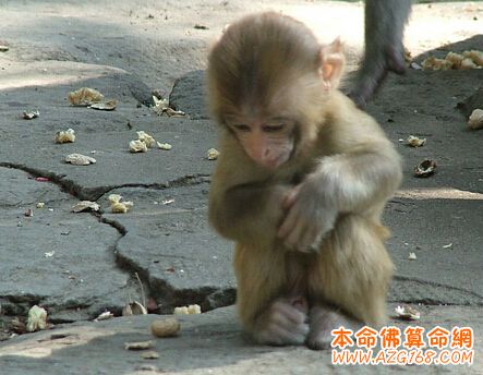 1992年属猴的人是什么命