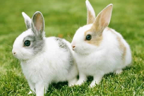 异性关系强的生肖女