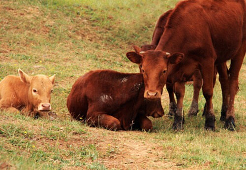 属牛几月出生好呢