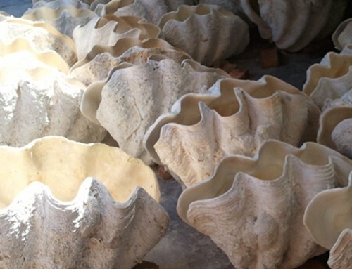 白砗磲的作用和功效