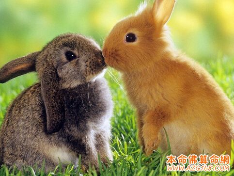 属兔的几月出生财运旺