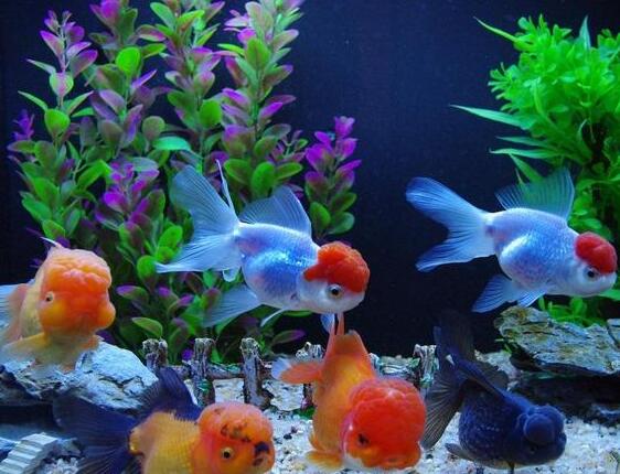 家里什么颜色的鱼好