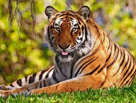 雌性老虎的最佳搭配是什么