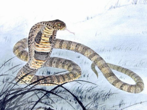 蛇是什么时候出生的？最好是蛇。它是什么时候出生的