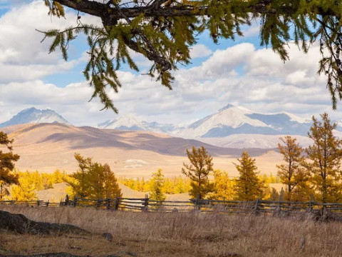 白蜡金和山火的婚姻如何搭配