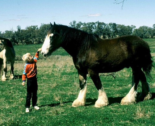 属马的命运如何