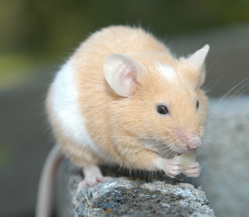 属鼠几月出生好呢