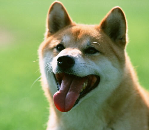 属狗几月出生好呢