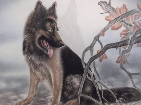 1982年和2021年狗狗的幸运色是什么