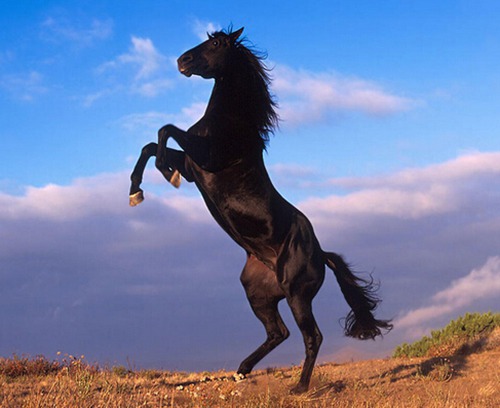 属马的几月出生最好命阴历男孩女孩