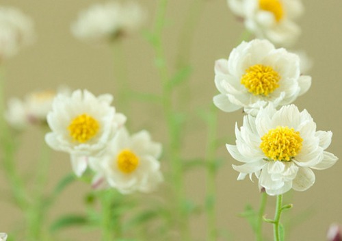 强大又好看的QQ网名