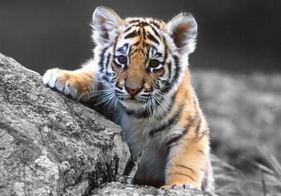 适合牛男和虎妞吗