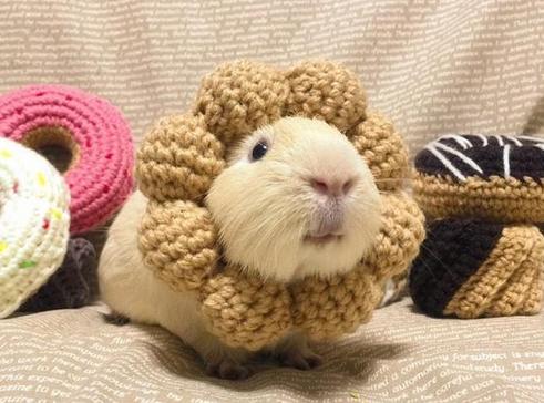 鼠属最适合的属是什么