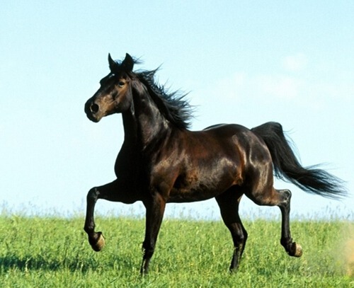 属马几月出生最好命